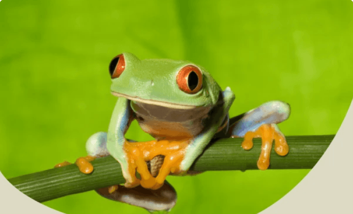 An image of a green frog and the Rainforest Alliance logo